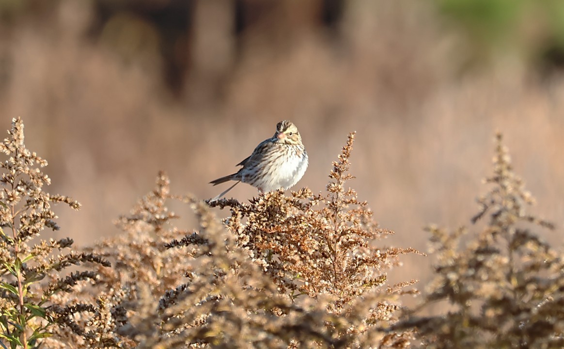 Savannah Sparrow - ML645807648