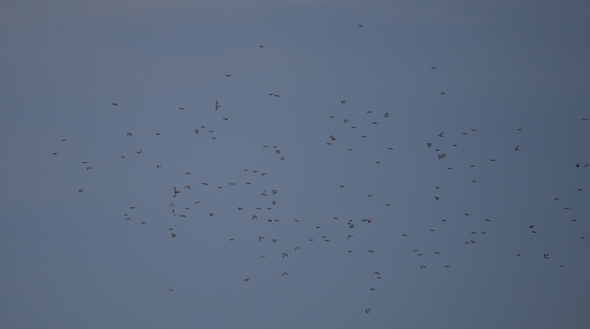 Elur-berdantza - ML645807650