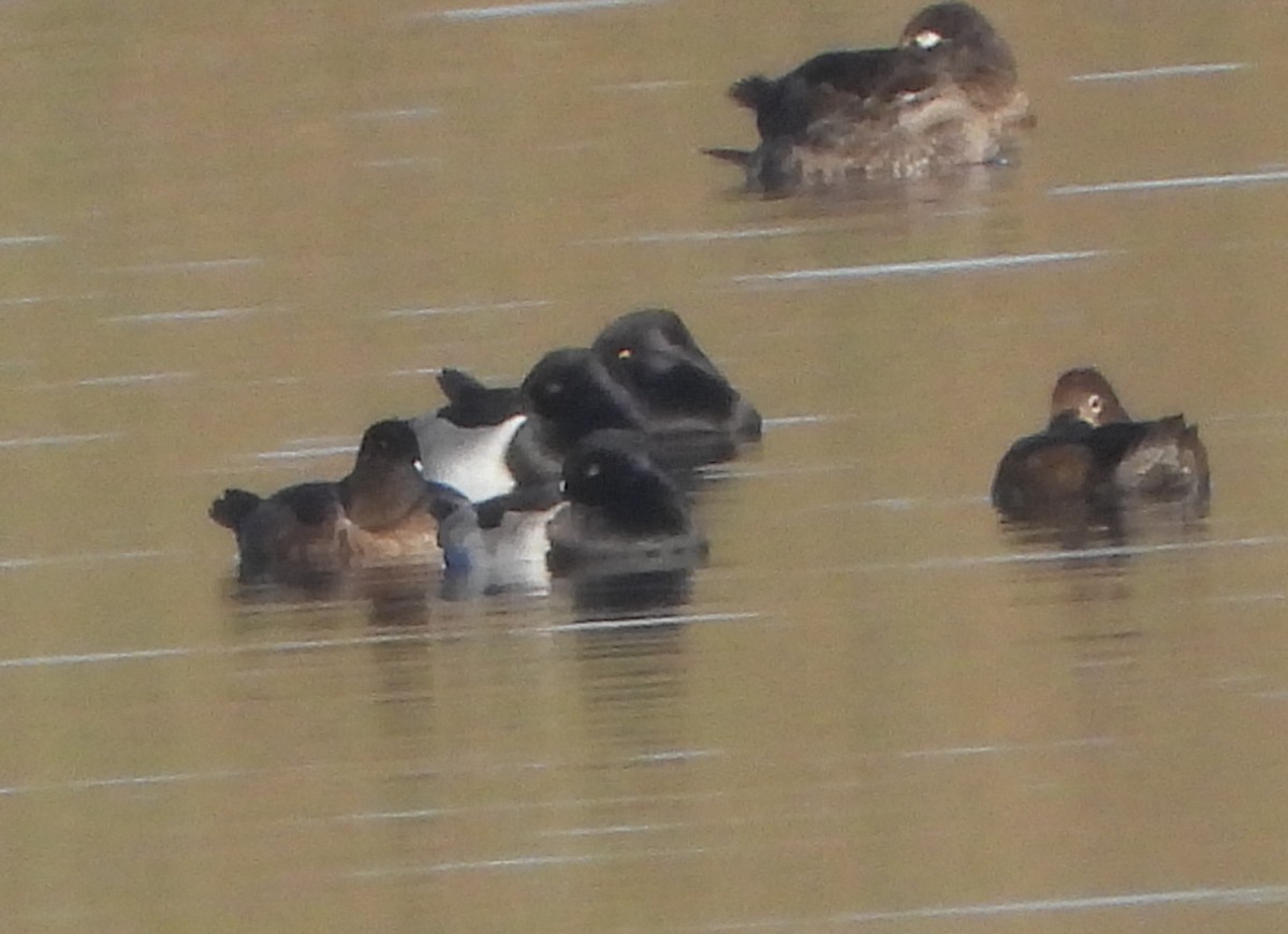 Murgilari lepokoduna - ML645807651