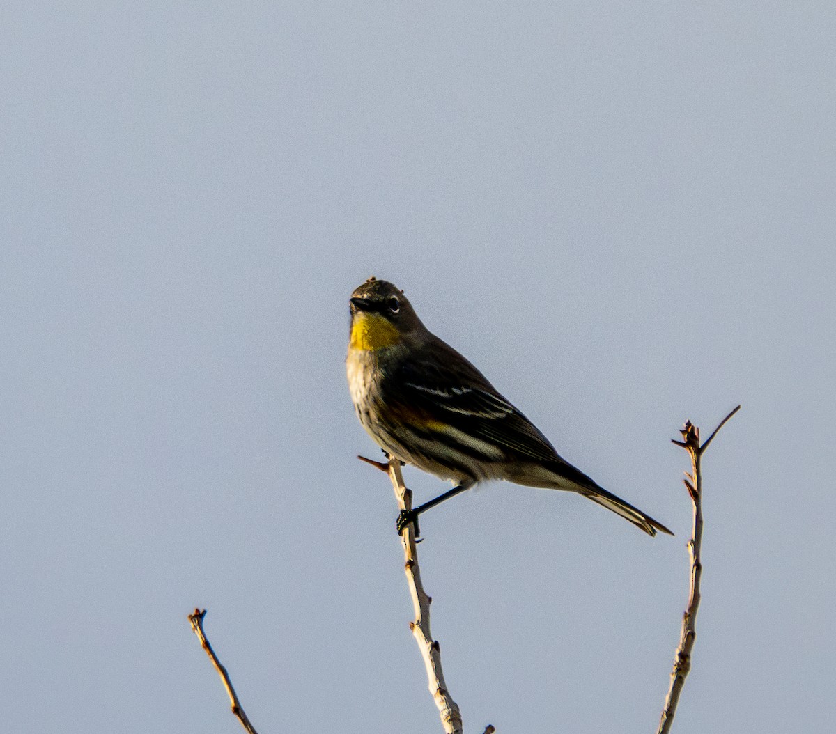 Yellow-rumped Warbler - ML645807653