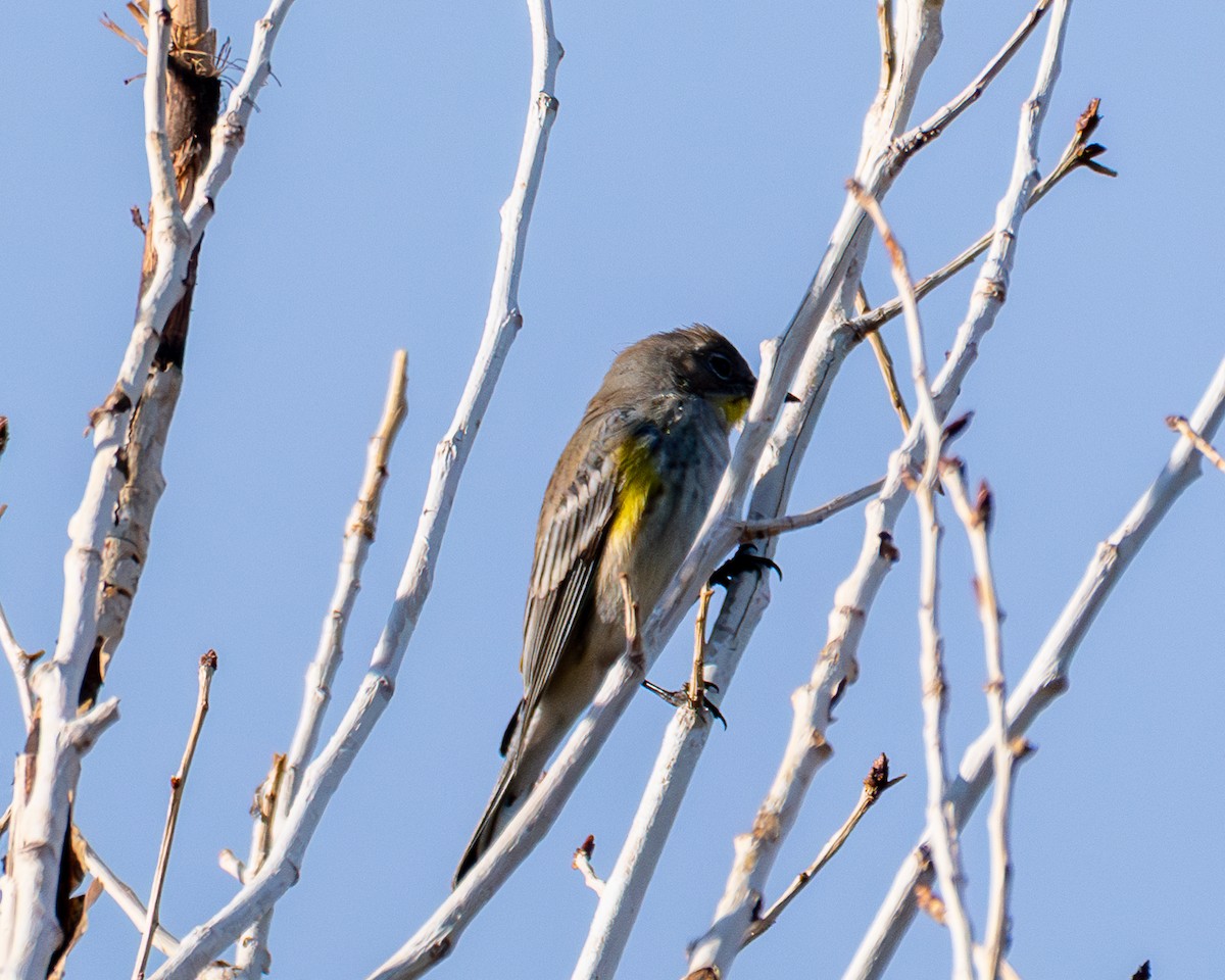 Yellow-rumped Warbler - ML645807654