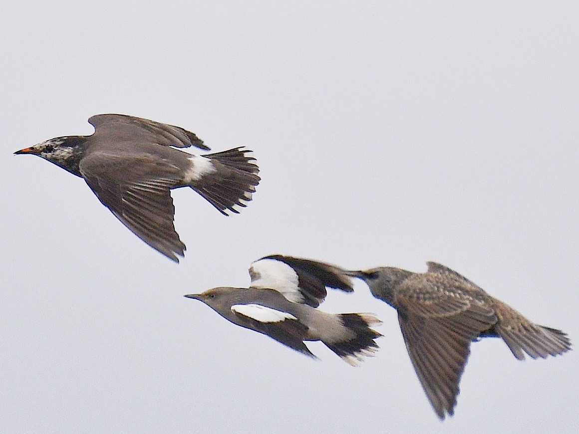 White-shouldered Starling - ML645807655