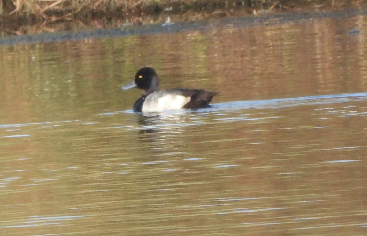 Murgilari txikia - ML645807656