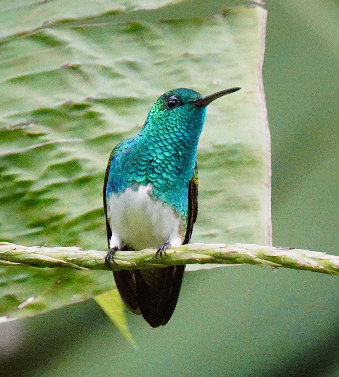 Snowy-bellied Hummingbird - ML645807657