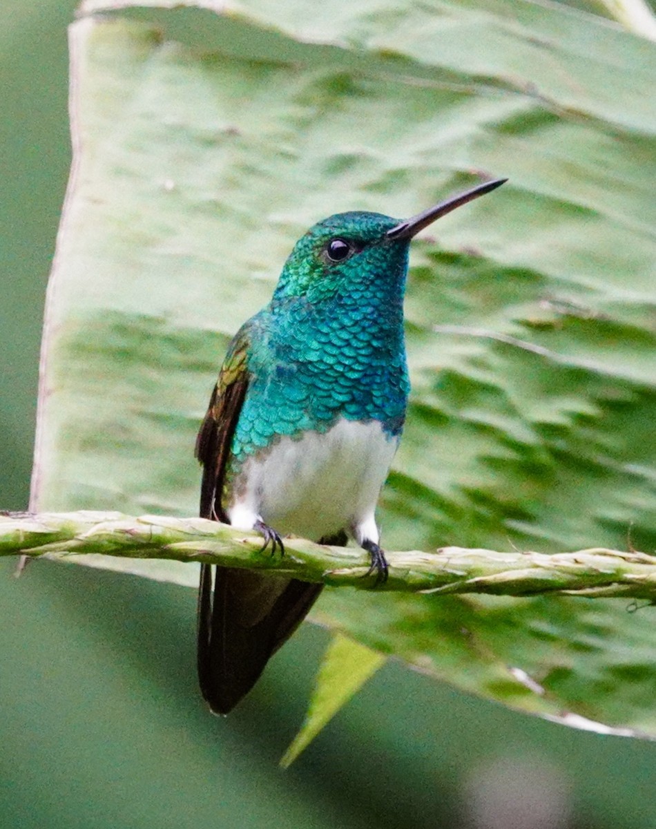 Snowy-bellied Hummingbird - ML645807658
