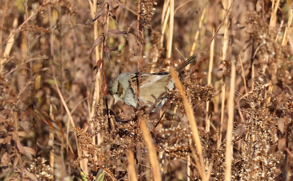 Swamp Sparrow - ML645807660
