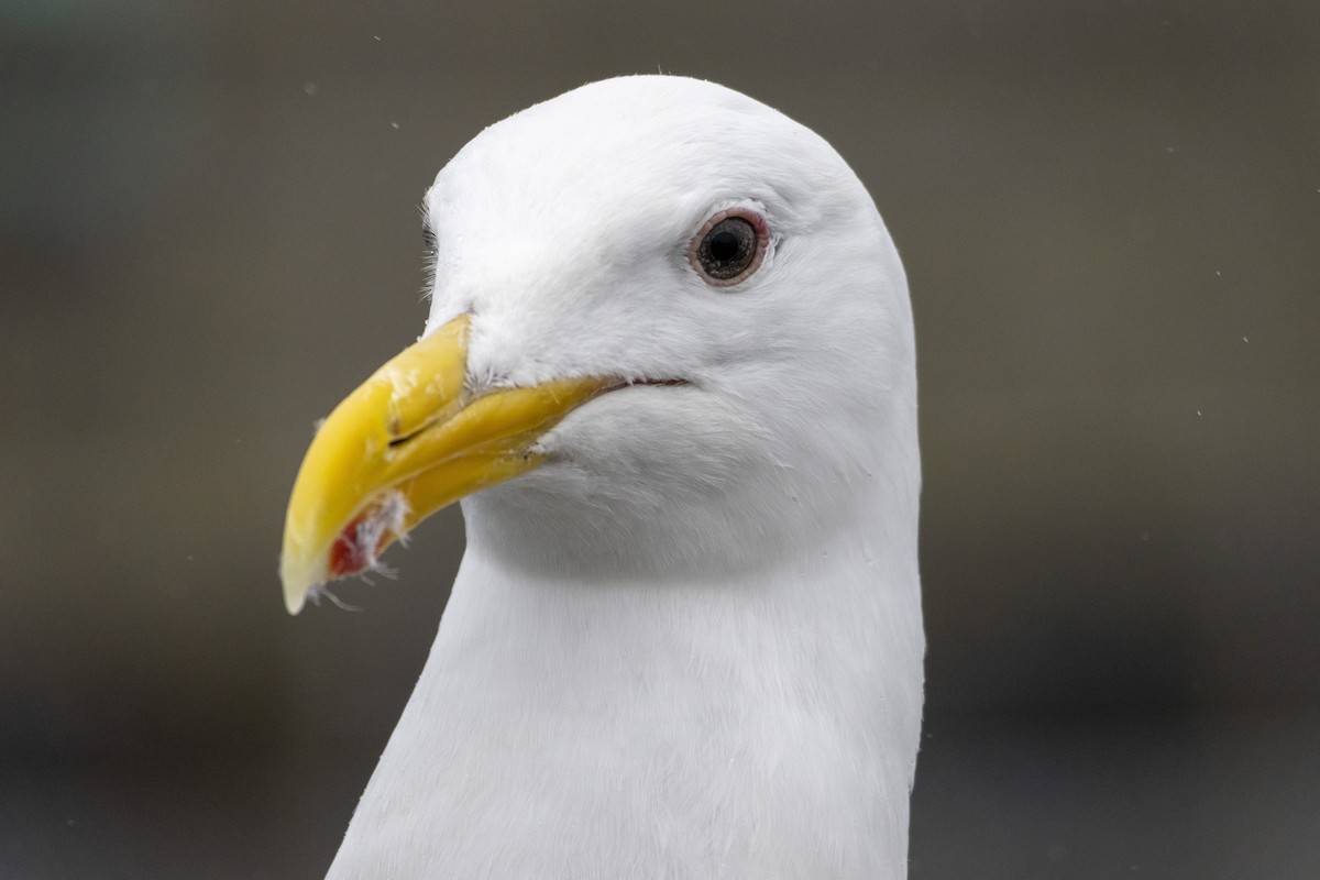 Beringo kaioa - ML645807661