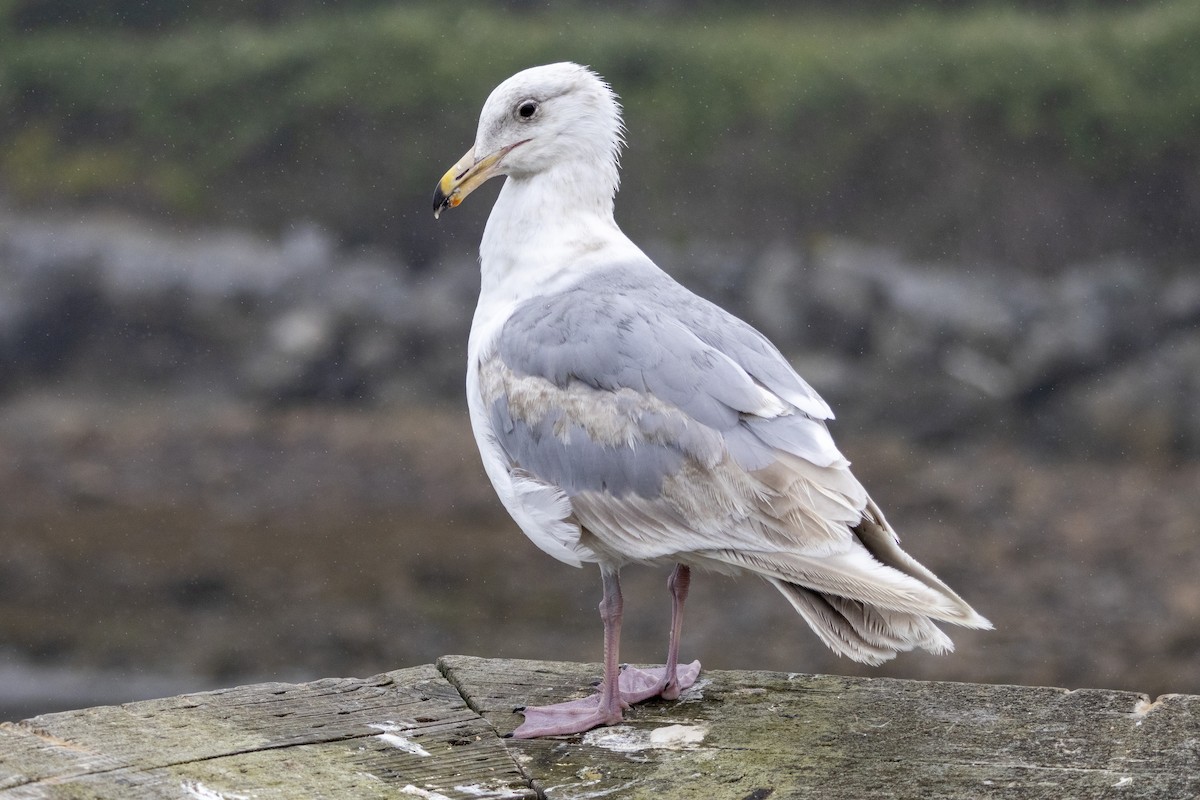 Beringo kaioa - ML645807662