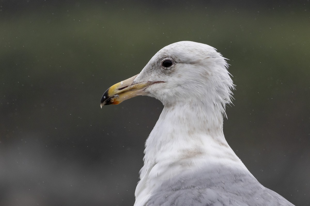 Beringo kaioa - ML645807663