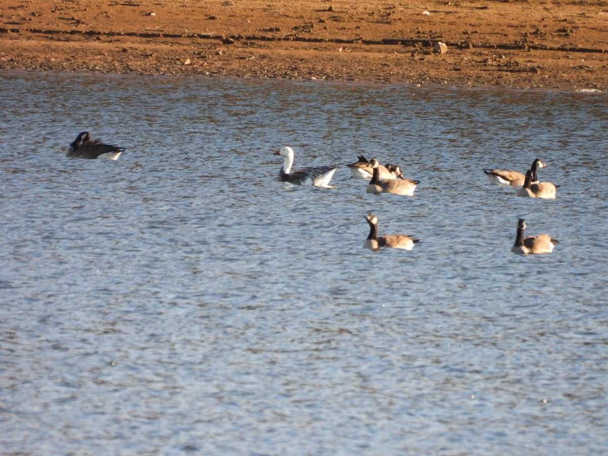 Elur-antzara - ML645807664