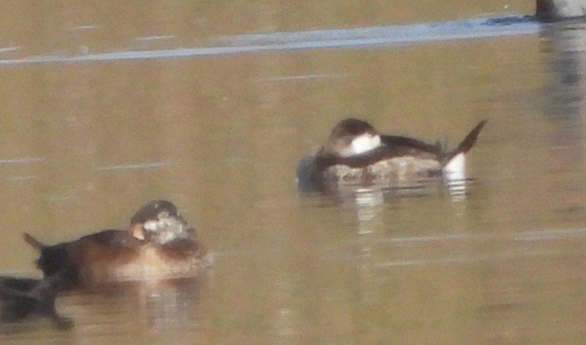 Ahate herdoiltsua - ML645807665