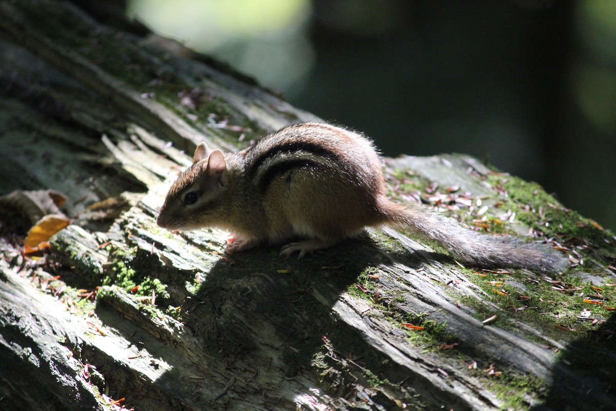 Mammals - ML645807668