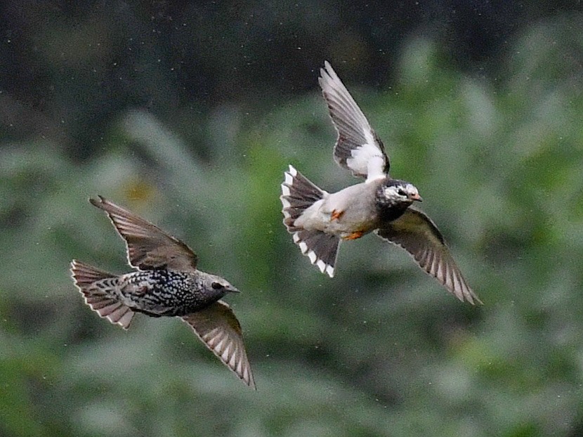 White-cheeked Starling - ML645807671