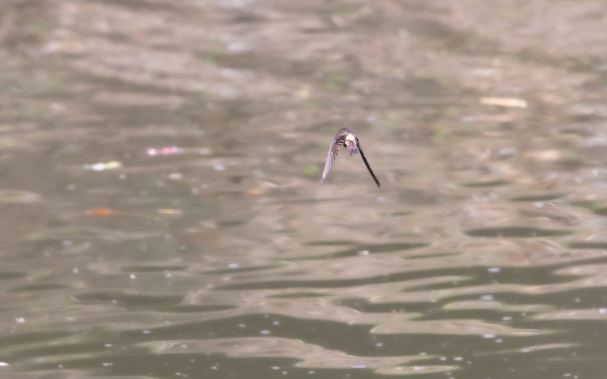 White-thighed Swallow - ML645807672