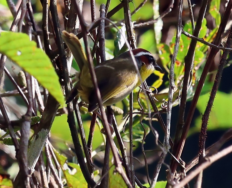 Rufous-capped Warbler - ML645807676