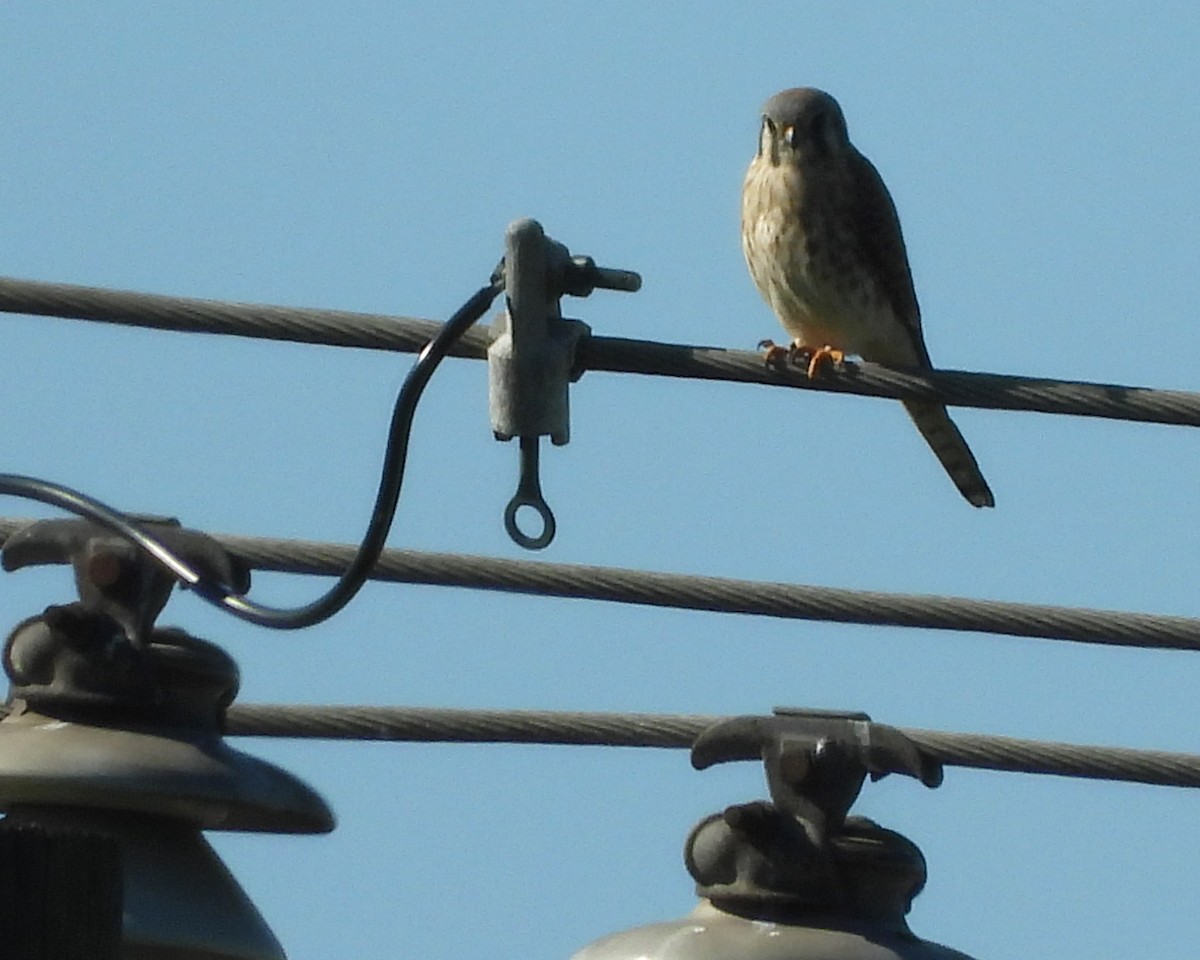 Belatz amerikarra - ML645807678