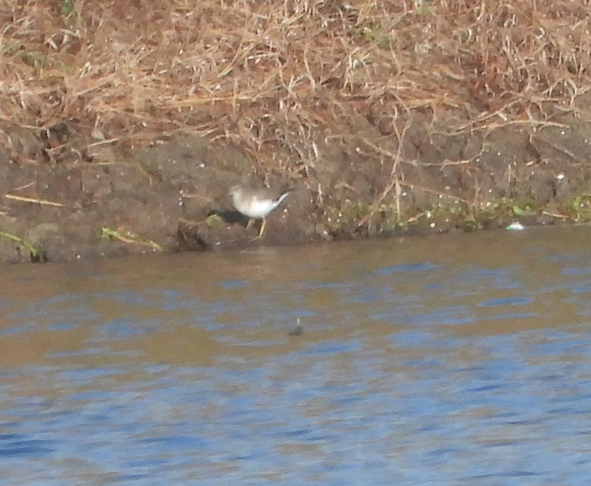 Kuliska orbanduna - ML645807680