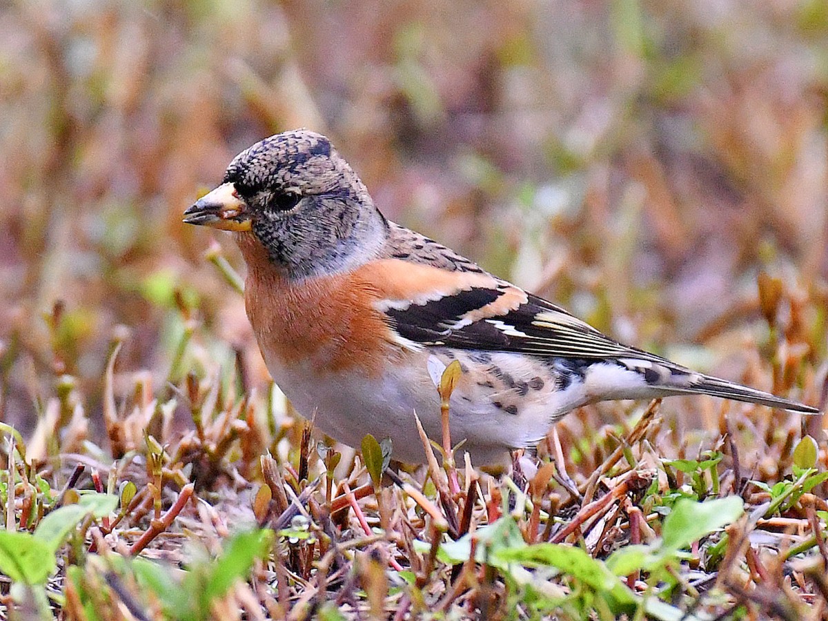 Negu-txonta - ML645807682