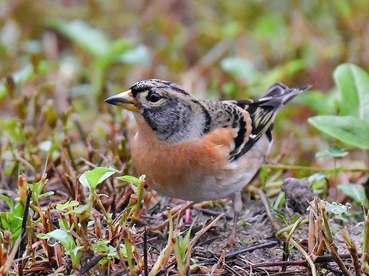 Negu-txonta - ML645807683