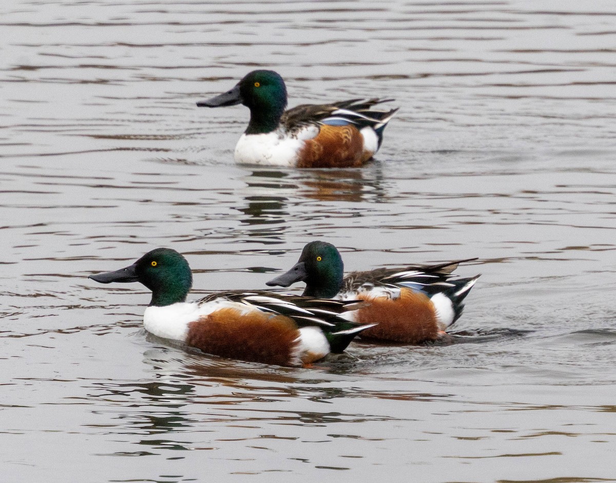 Ahate mokozabal zuria - ML645807684