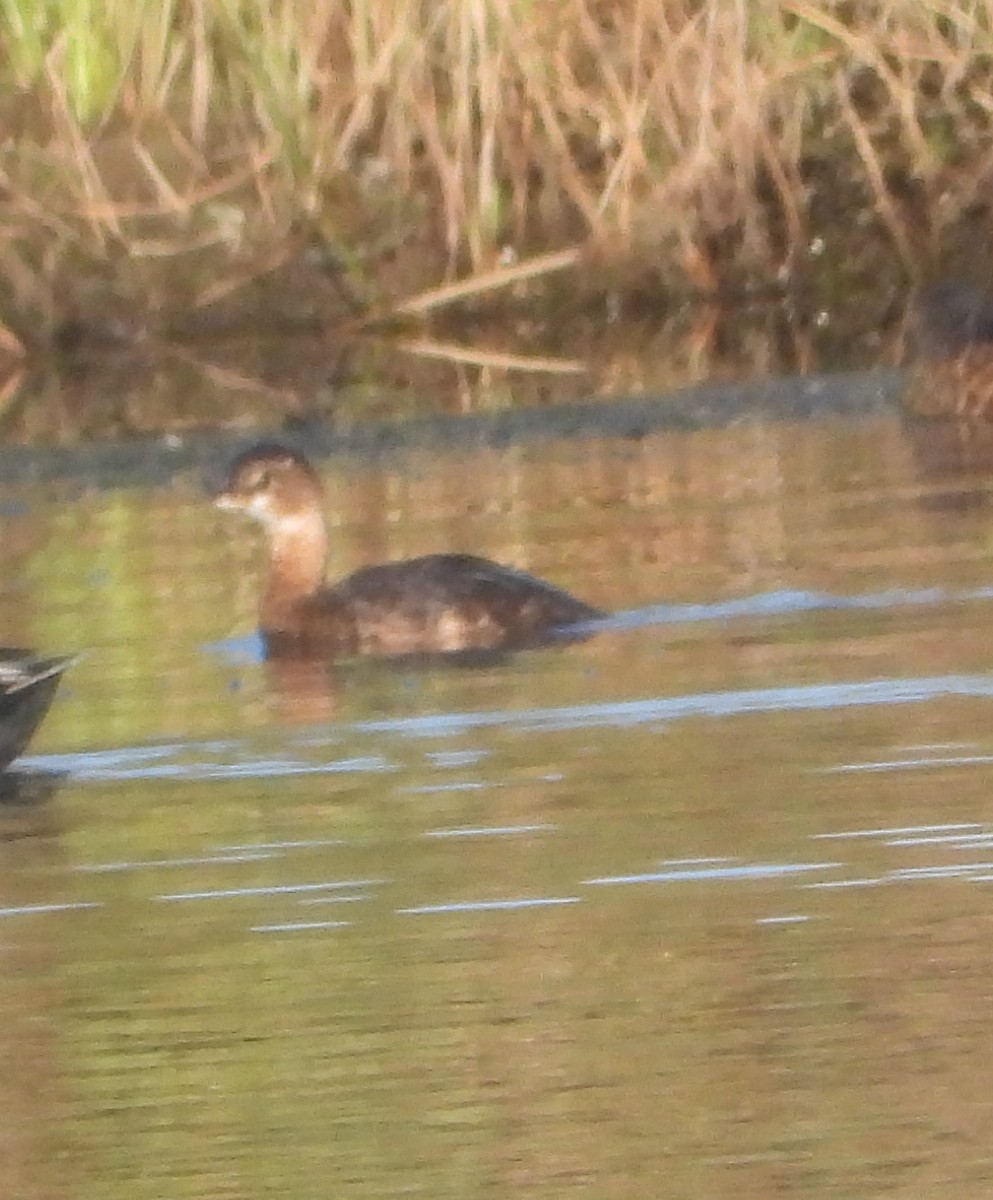 Txilinporta mokolodia - ML645807685