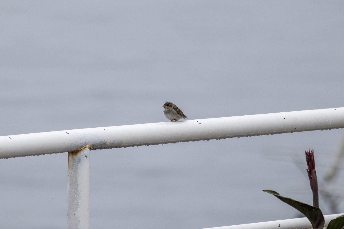 Etxe-txolarrea - ML645807686