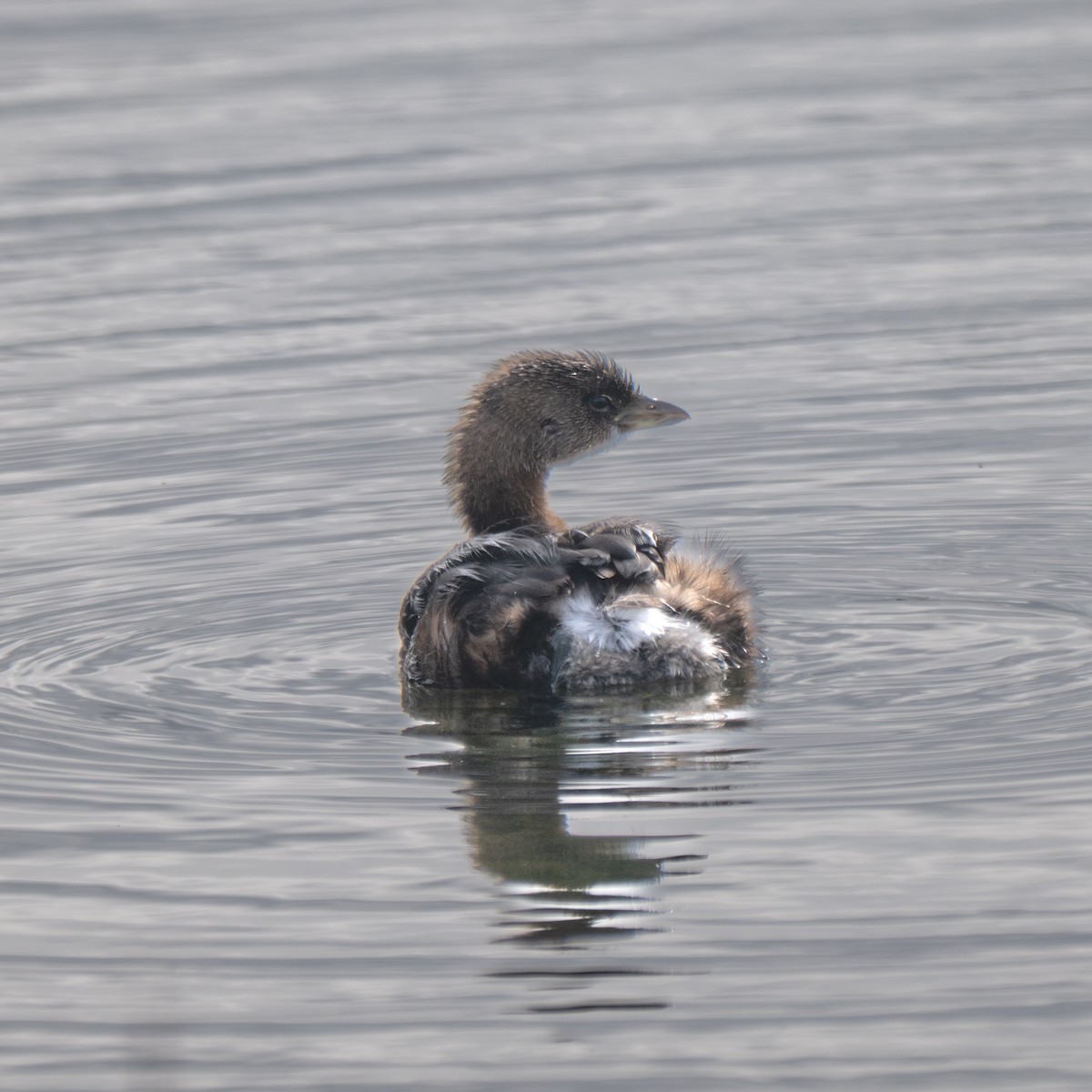 Txilinporta mokolodia - ML645807687