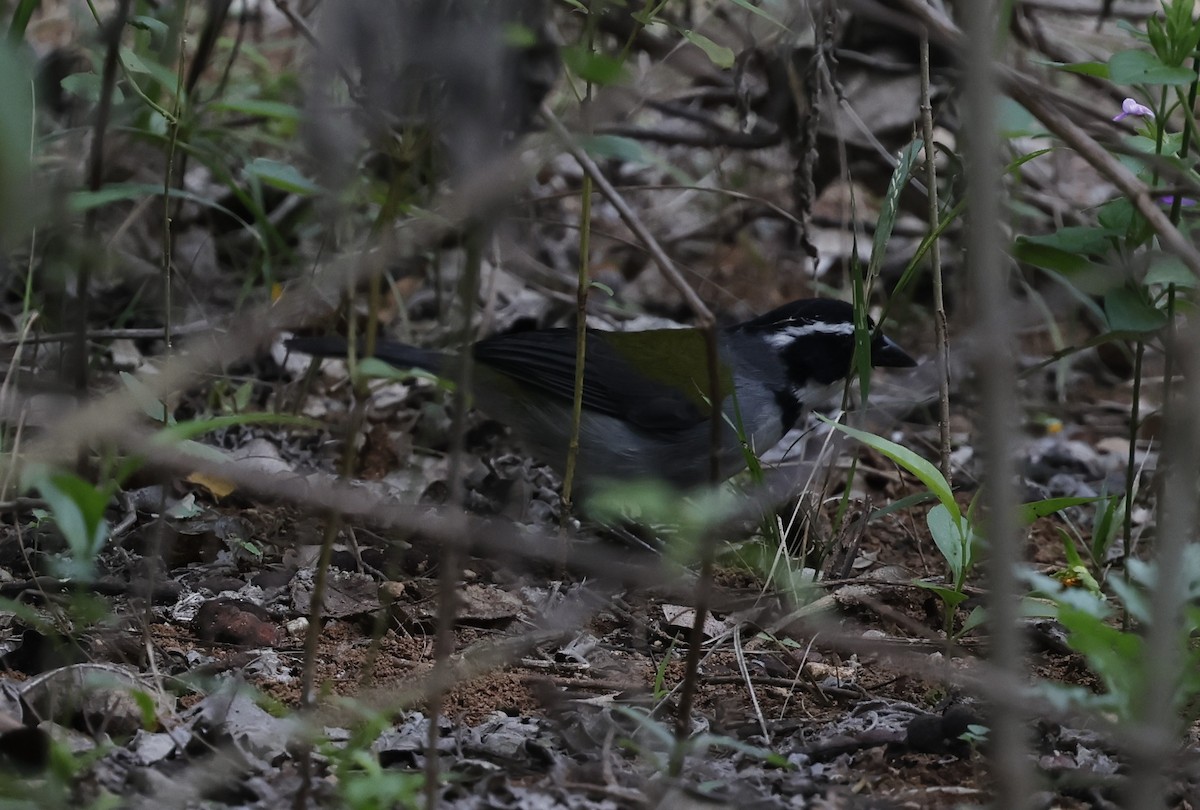 Marañon Sparrow - ML645807688