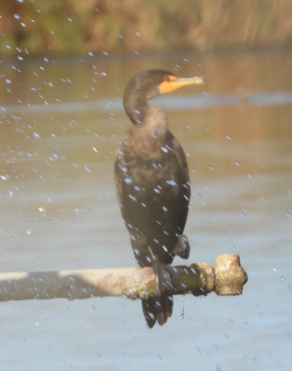 Ubarroi belarriduna - ML645807689