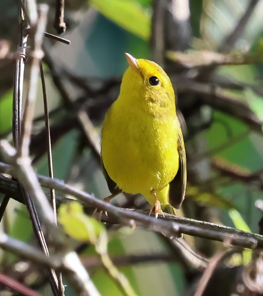 Wilson's Warbler - ML645807690