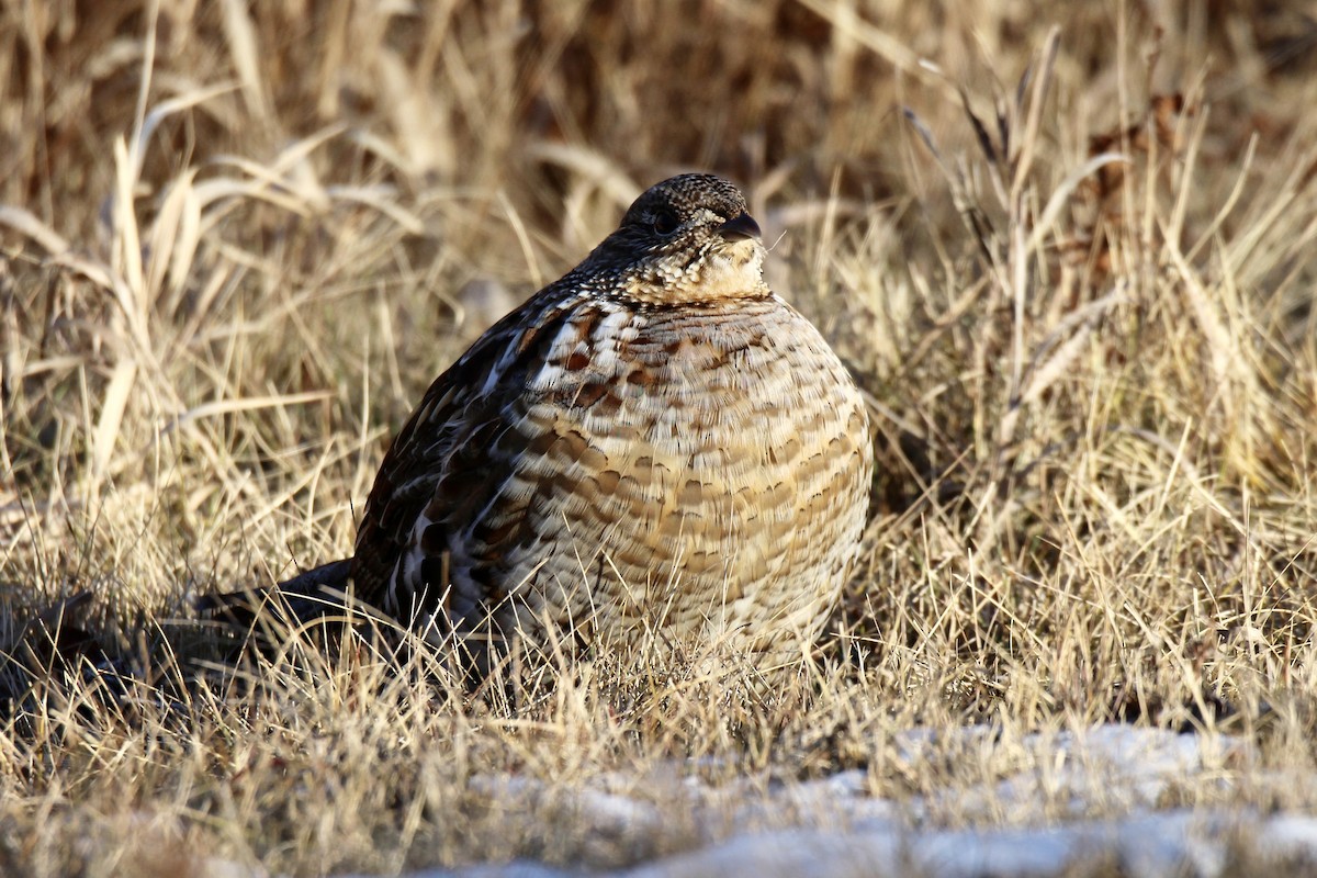 jeřábek kanadský - ML645807691