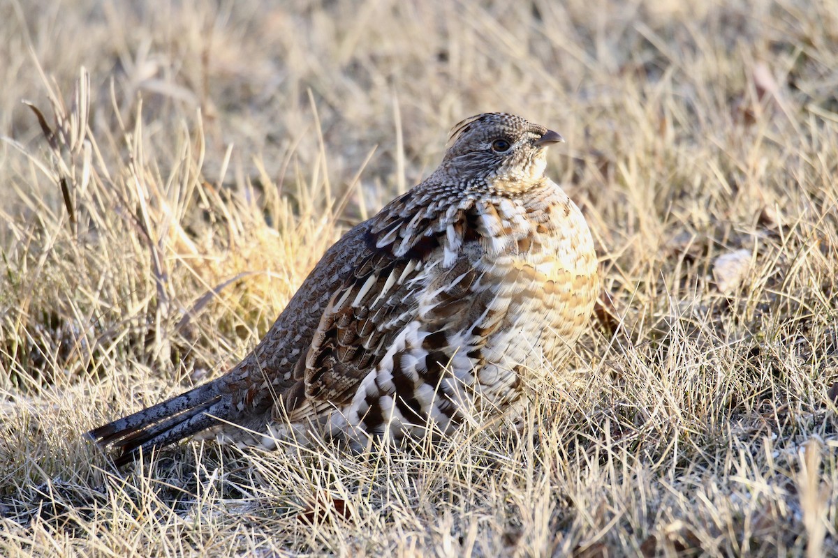 jeřábek kanadský - ML645807692