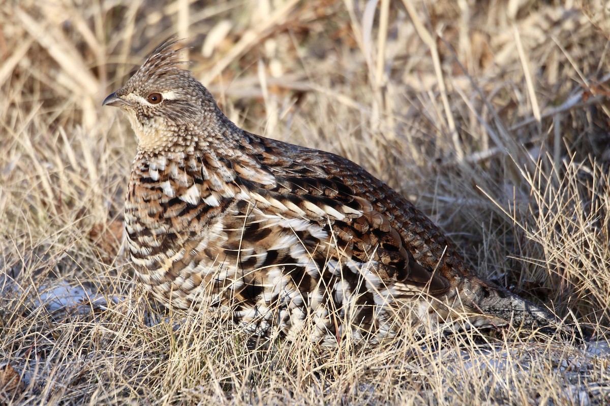 jeřábek kanadský - ML645807693