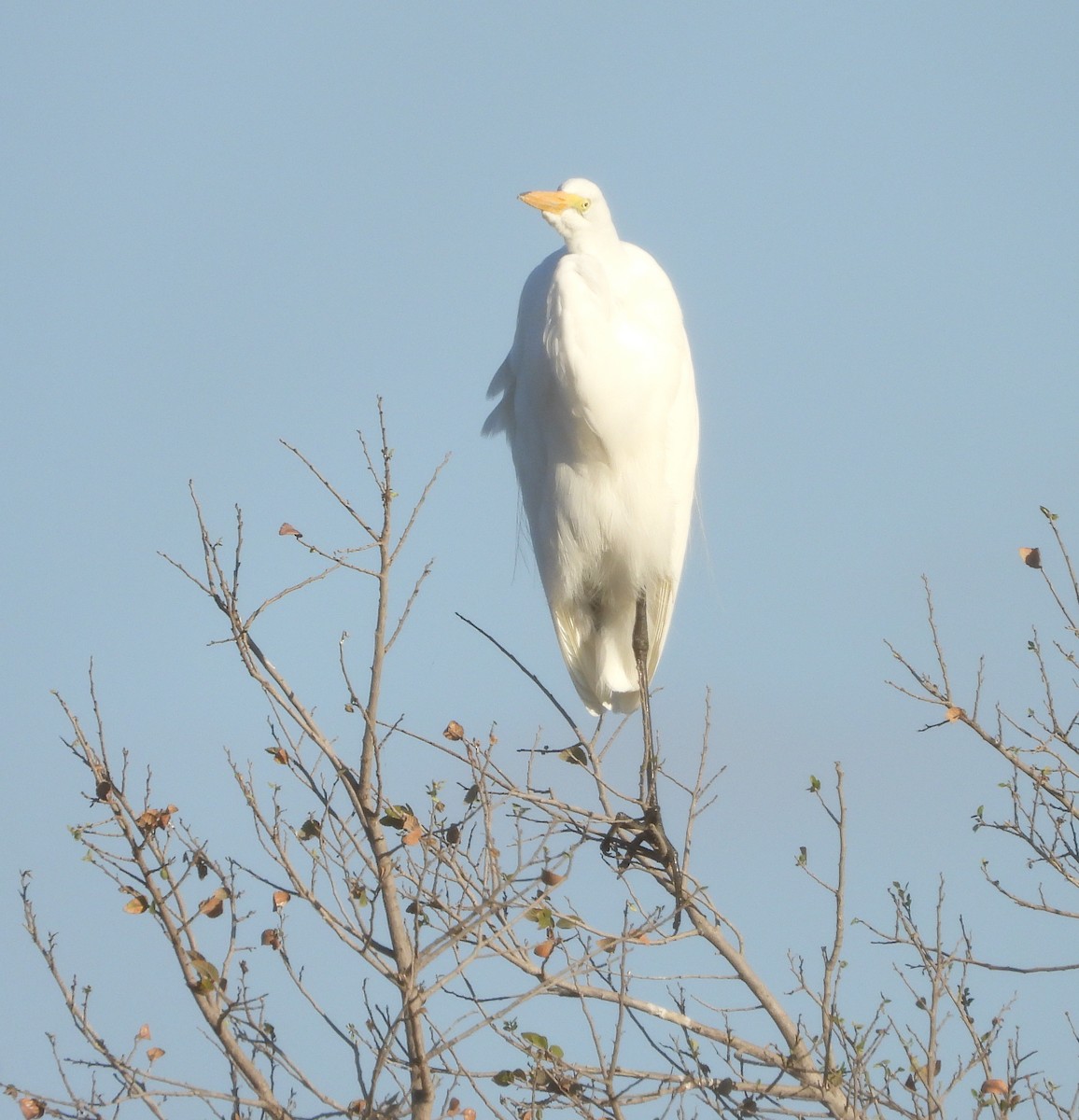 Garceta Grande - ML645807696