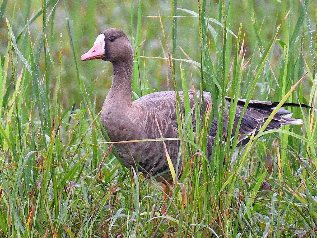 Greater White-fronted Goose - ML645807705
