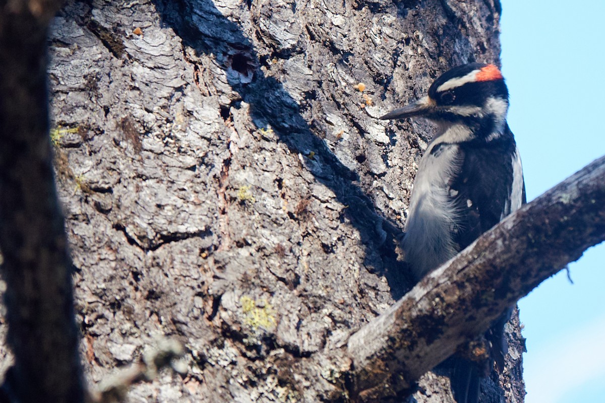 Hairy Woodpecker - ML645807706