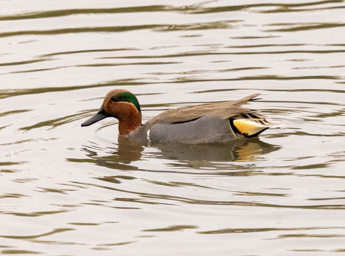 Green-winged Teal - ML645807717