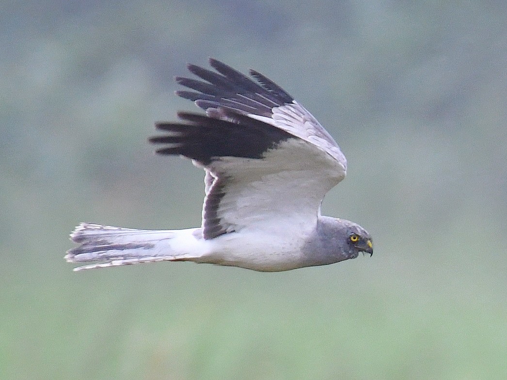 Hen Harrier - ML645807719