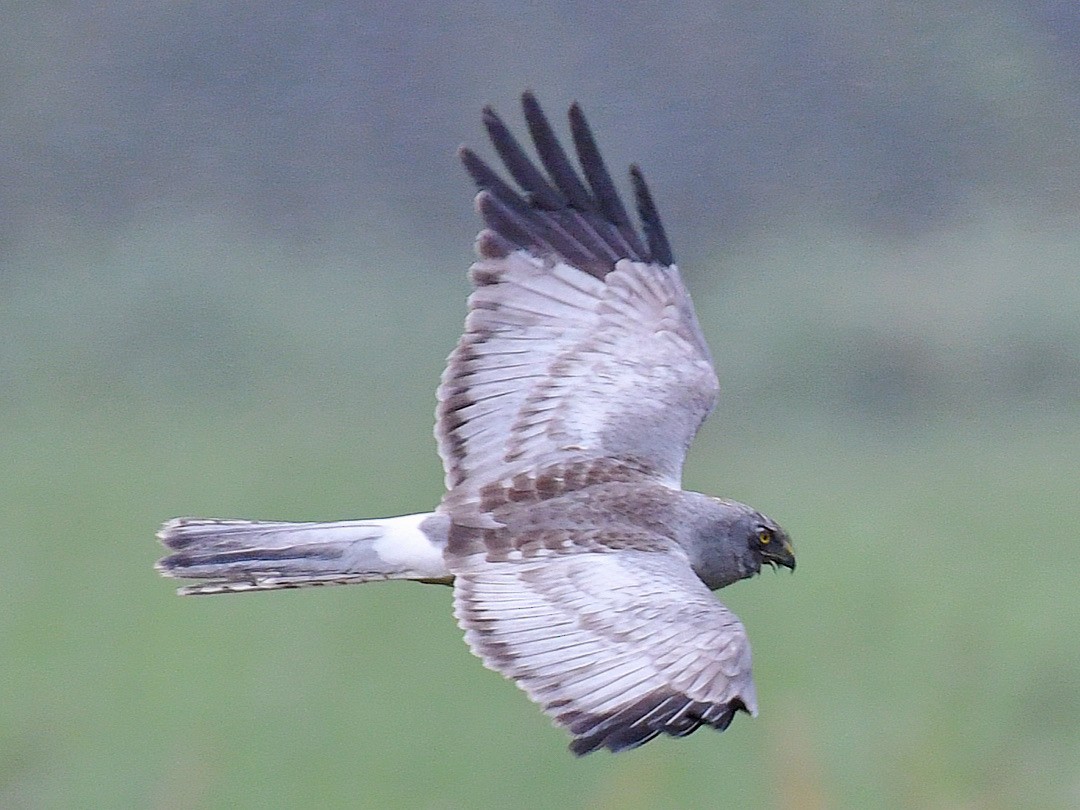 Hen Harrier - ML645807720