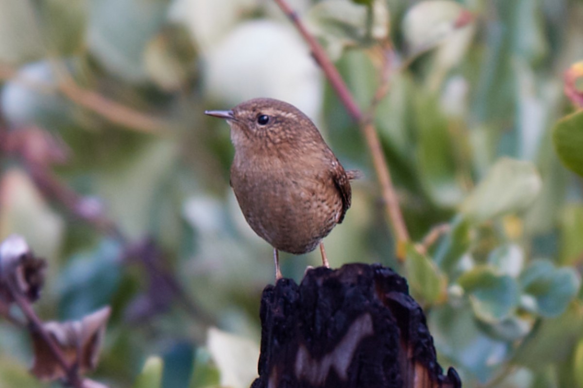 Pacific Wren - ML645807727