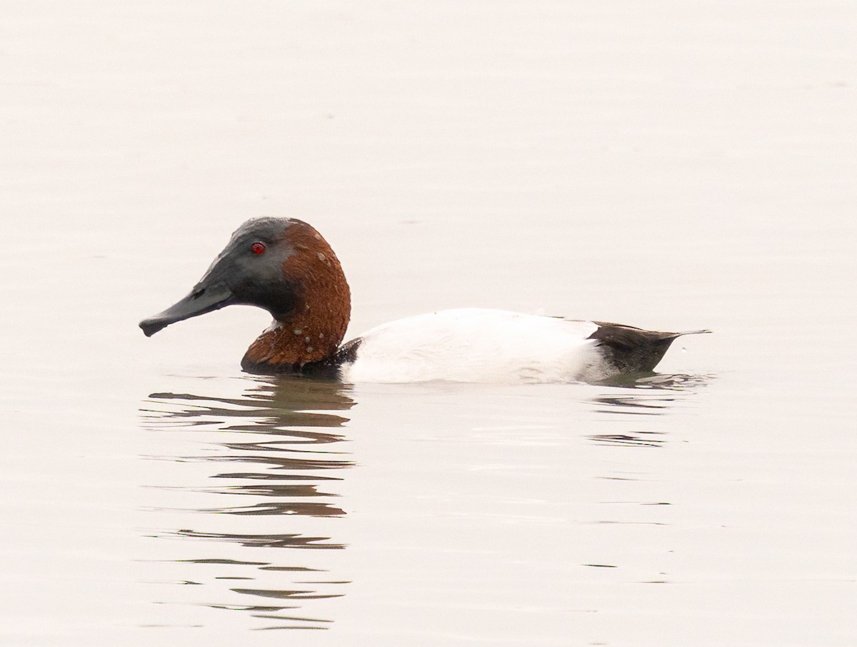 Murgilari bizkarzuria - ML645807730