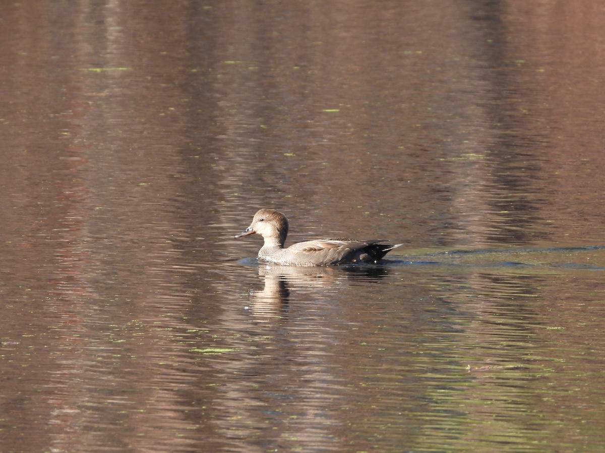 kopřivka obecná - ML645807744