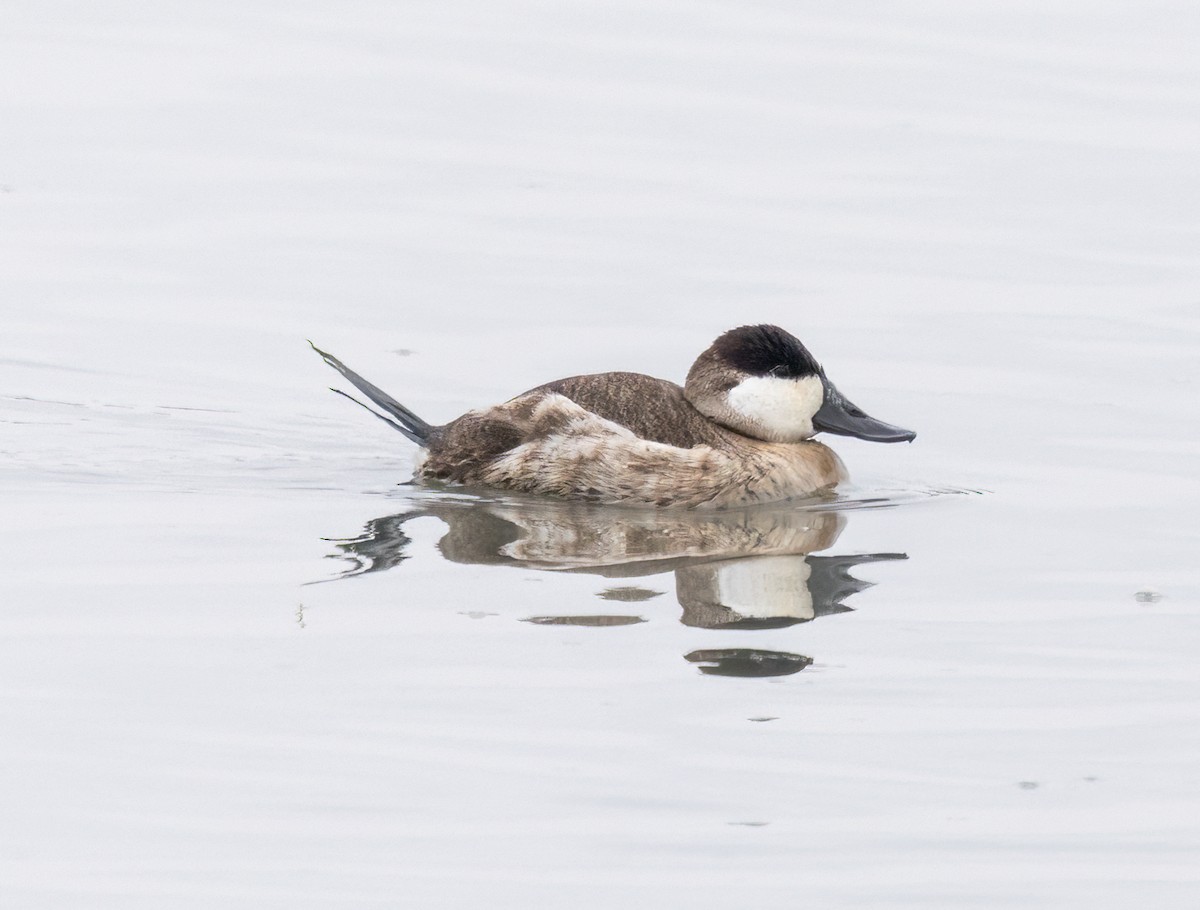 Ruddy Duck - ML645807753