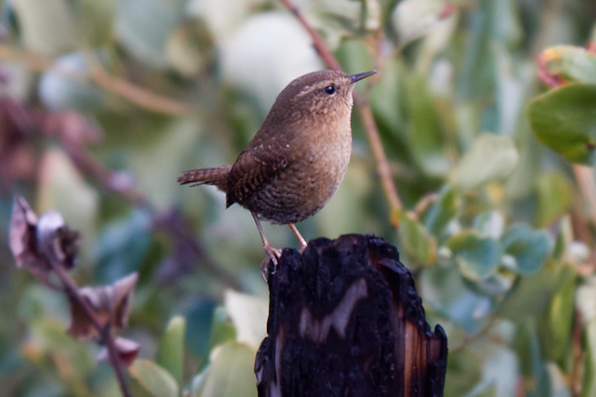 Pacific Wren - ML645807754