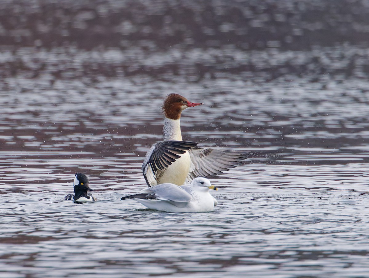 morčák velký - ML645807758