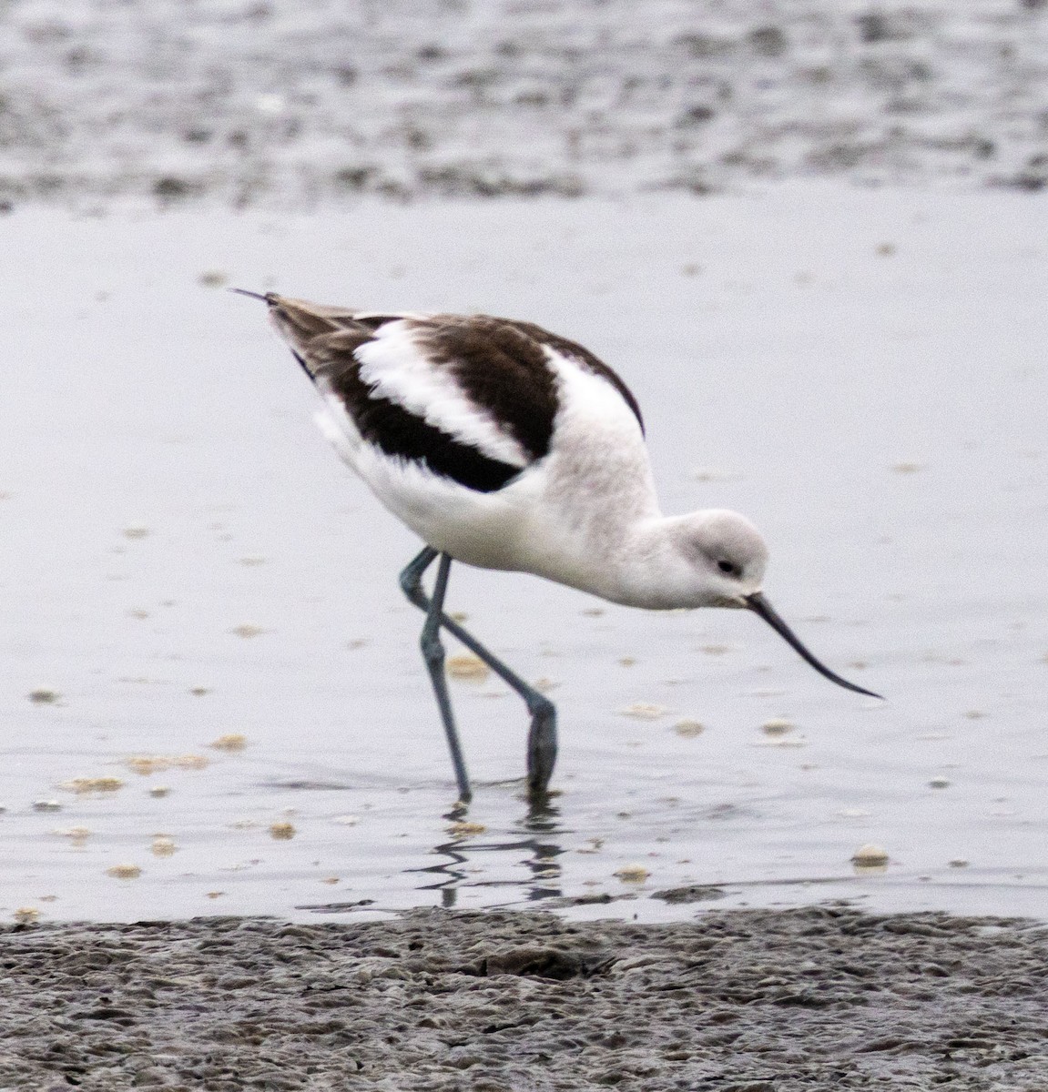 American Avocet - ML645807759