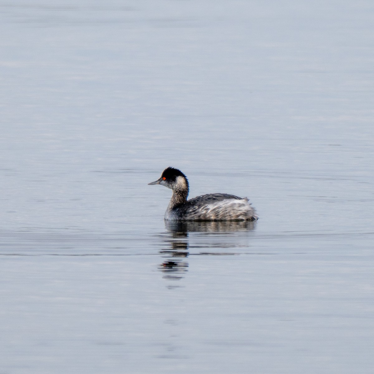 Eared Grebe - ML645807764