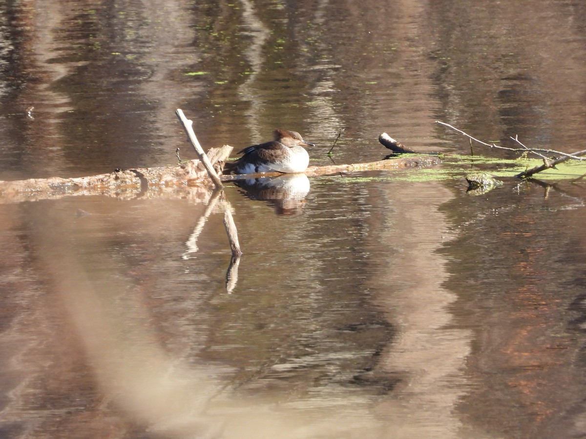 morčák chocholatý - ML645807765