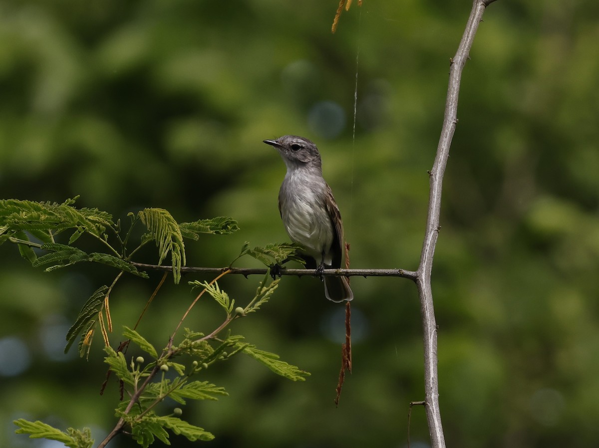 Mouse-gray Flycatcher - ML645807766