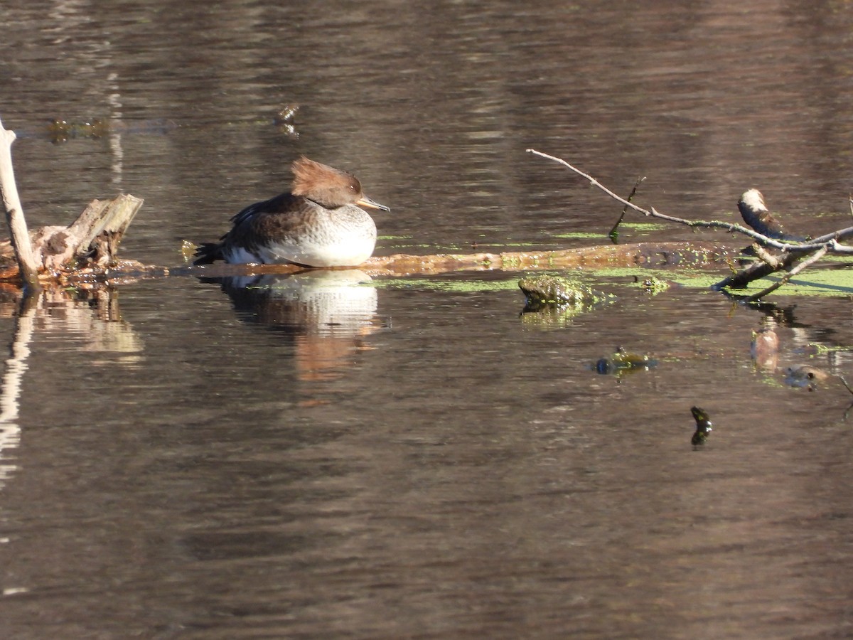 morčák chocholatý - ML645807770